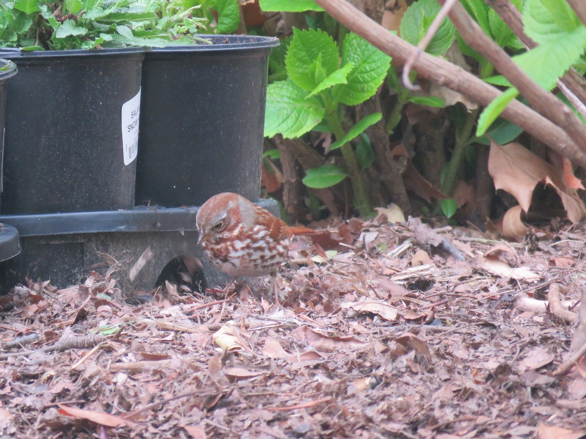Fox Sparrow - ML634022786