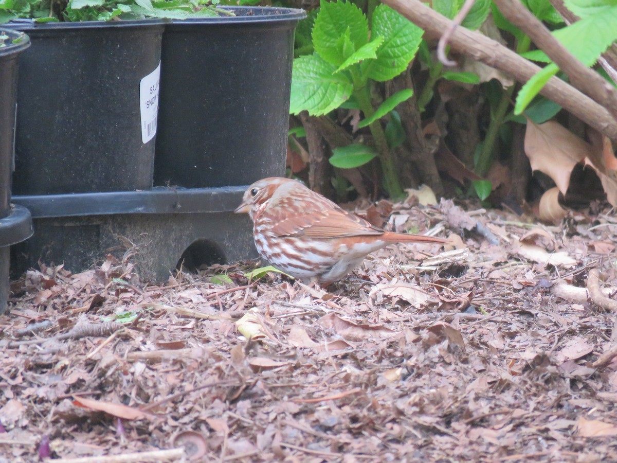 Fox Sparrow - ML634022787