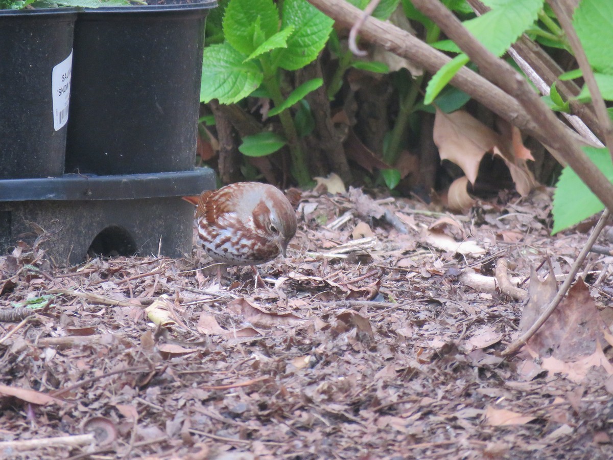 Fox Sparrow - ML634022791