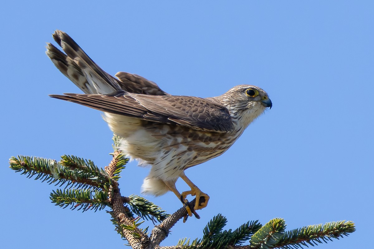 Хайргууна шонхор - ML634022848