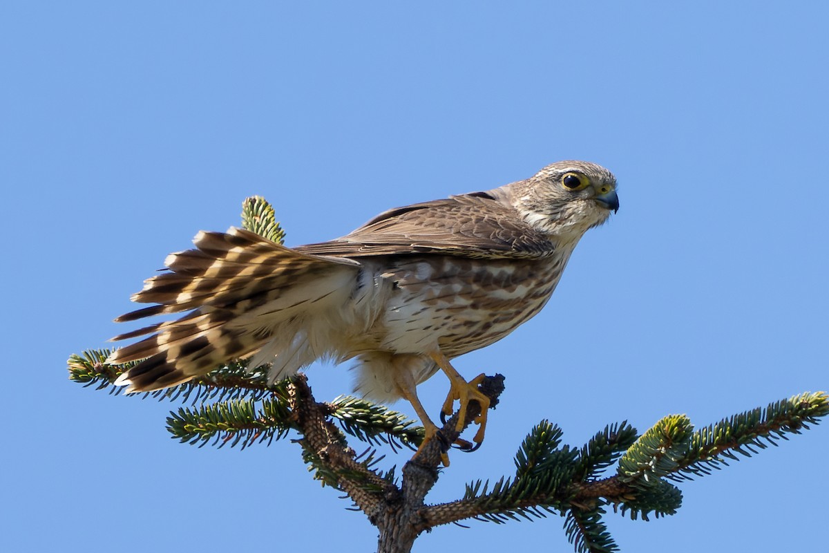 Хайргууна шонхор - ML634022849