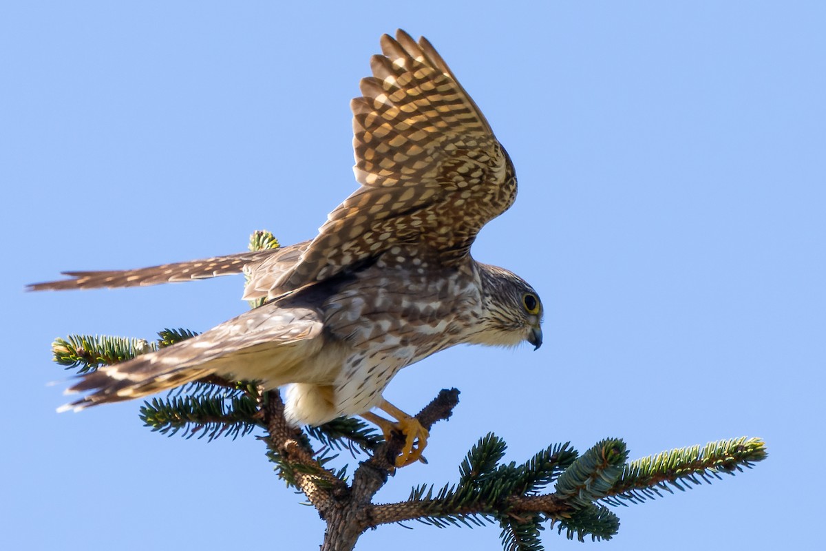 Хайргууна шонхор - ML634022850