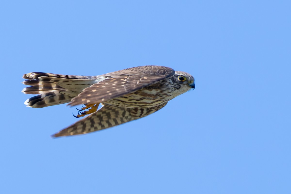 Хайргууна шонхор - ML634022851