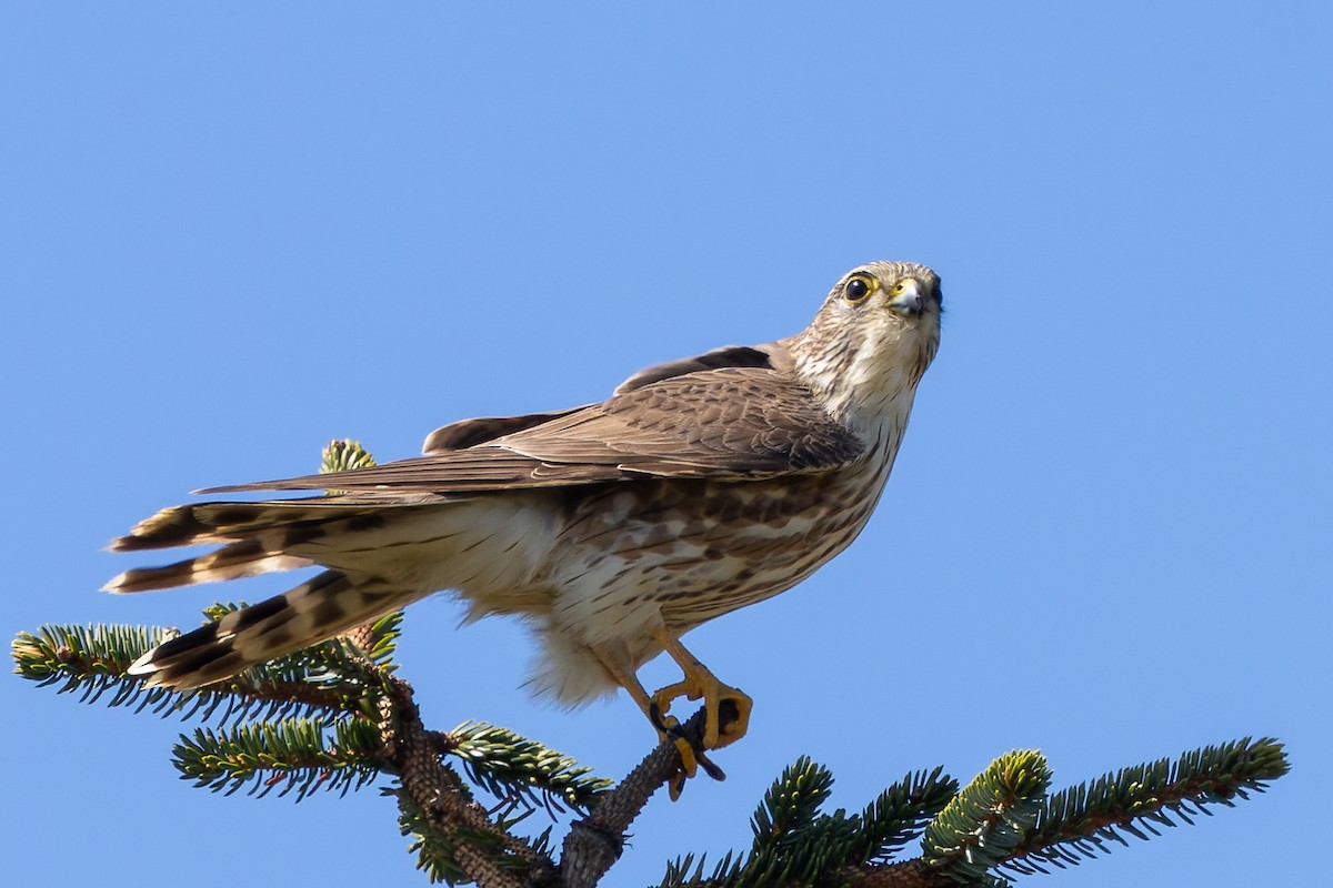 Хайргууна шонхор - ML634022852