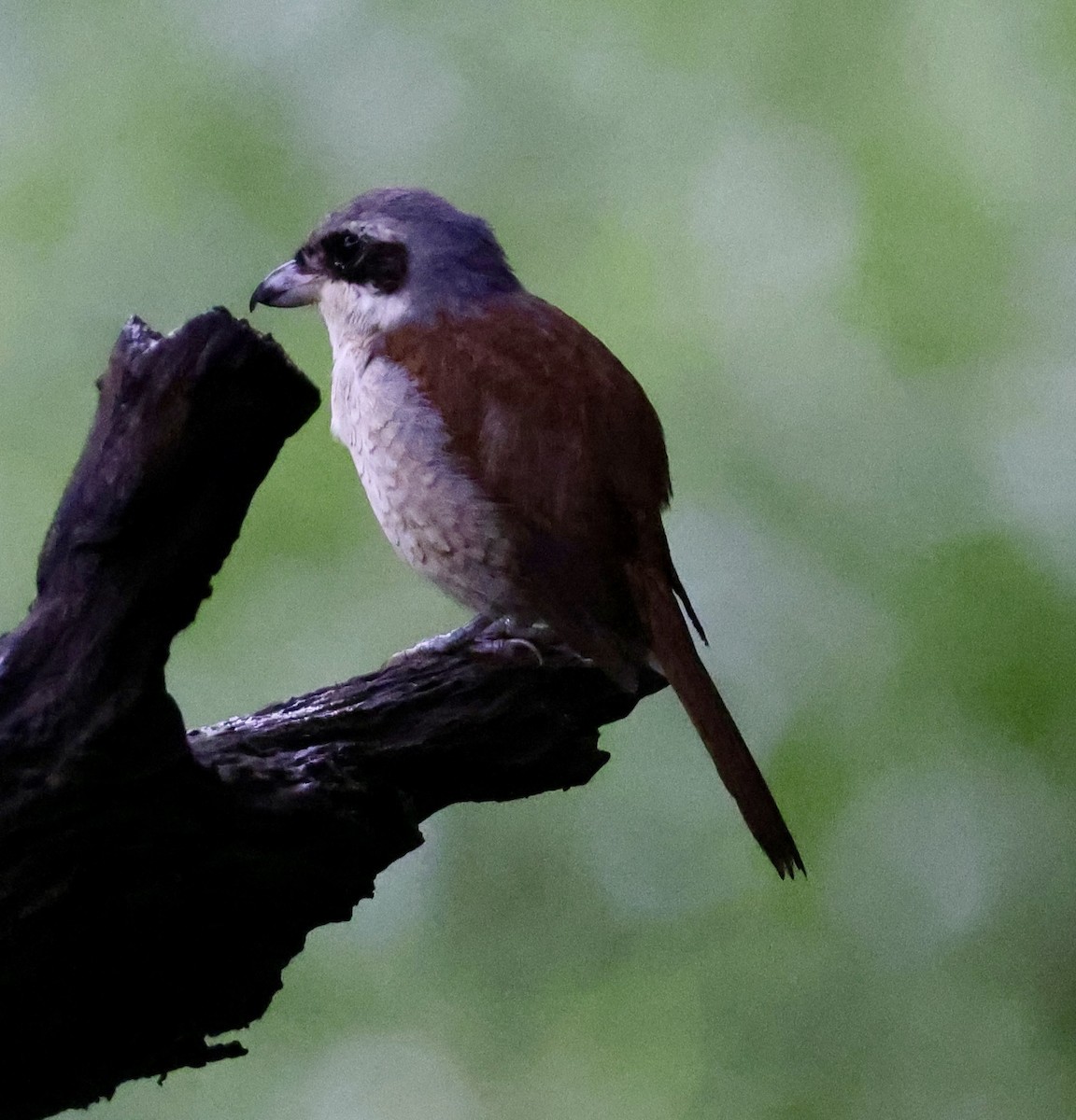 Tiger Shrike - ML634022864