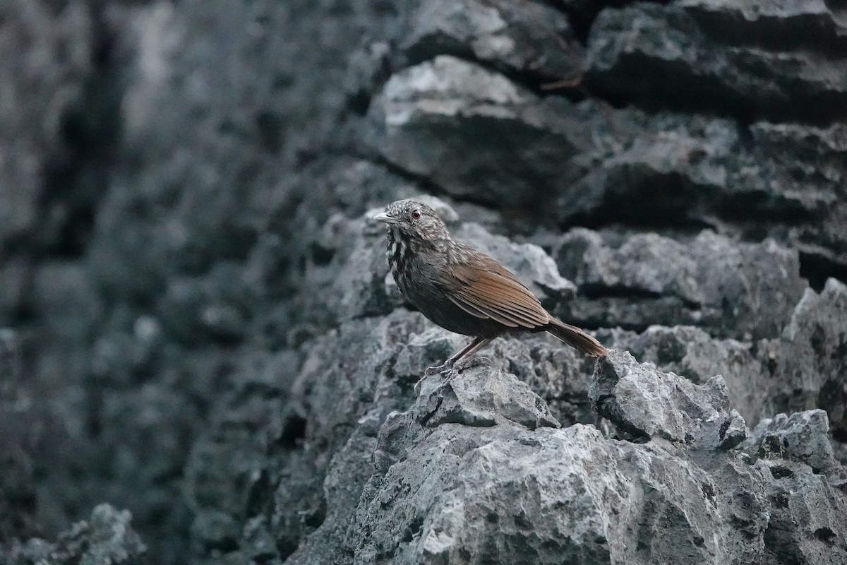 Annam Limestone Babbler - ML634023092