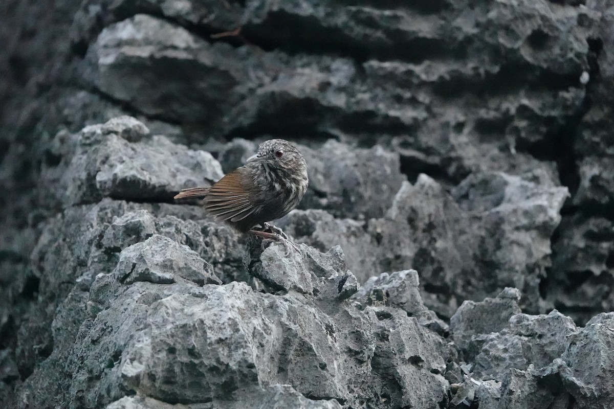 Annam Limestone Babbler - ML634023093