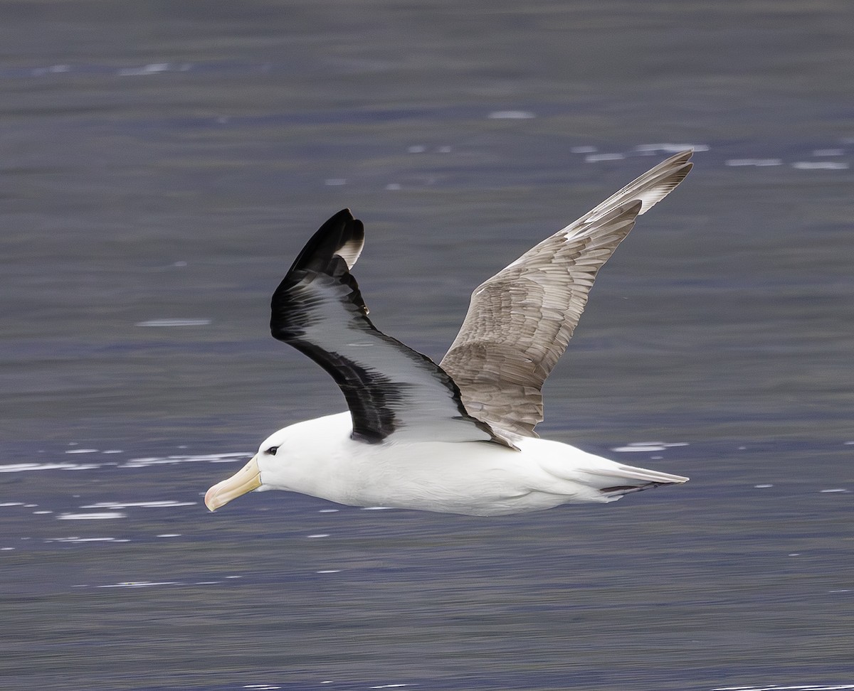 Black-browed Albatross - ML634023226