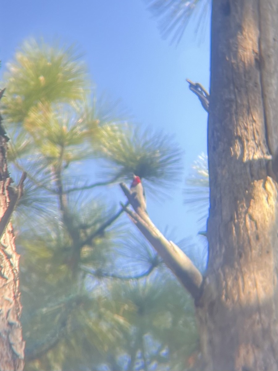 Red-headed Woodpecker - ML634023268
