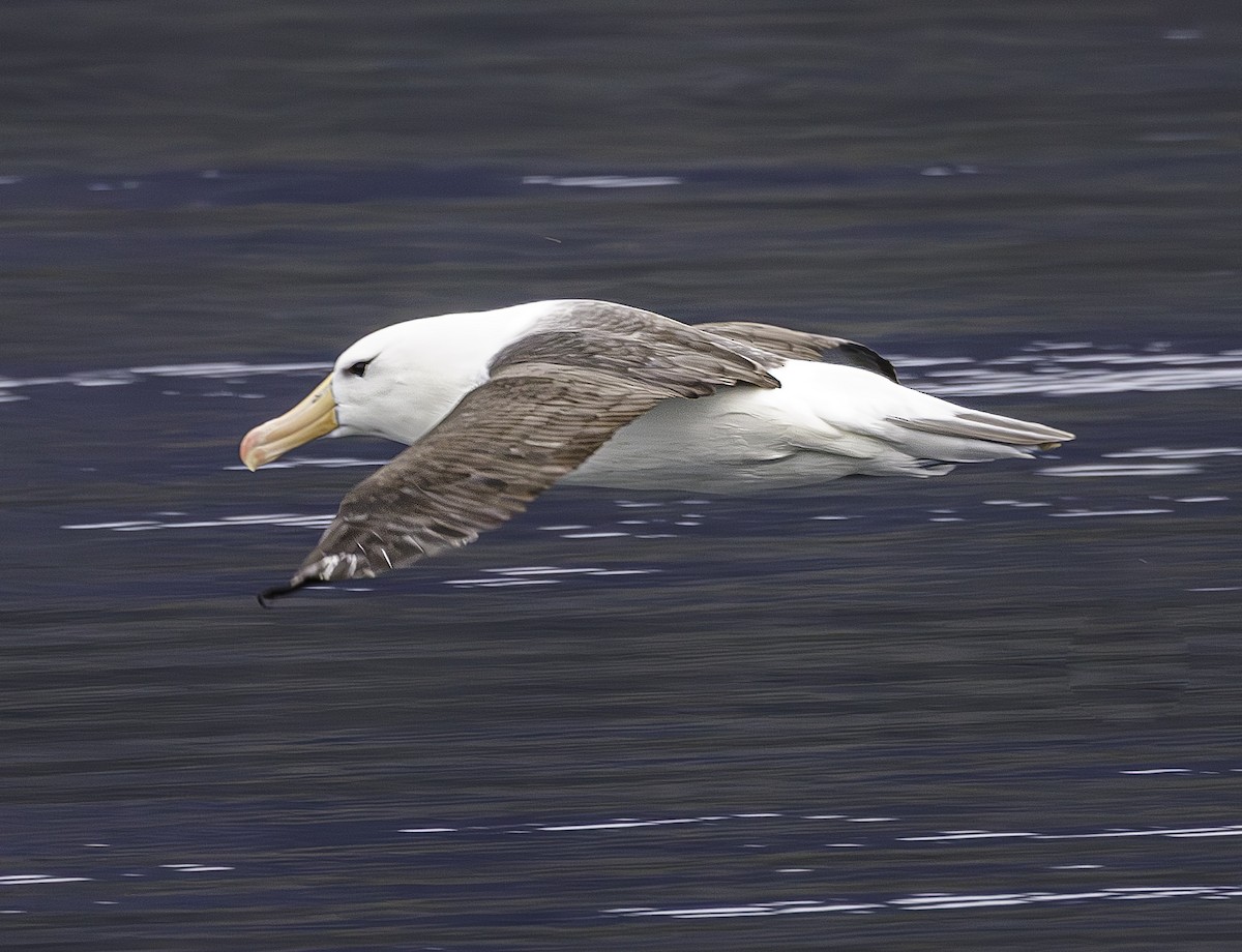 Black-browed Albatross - ML634023294