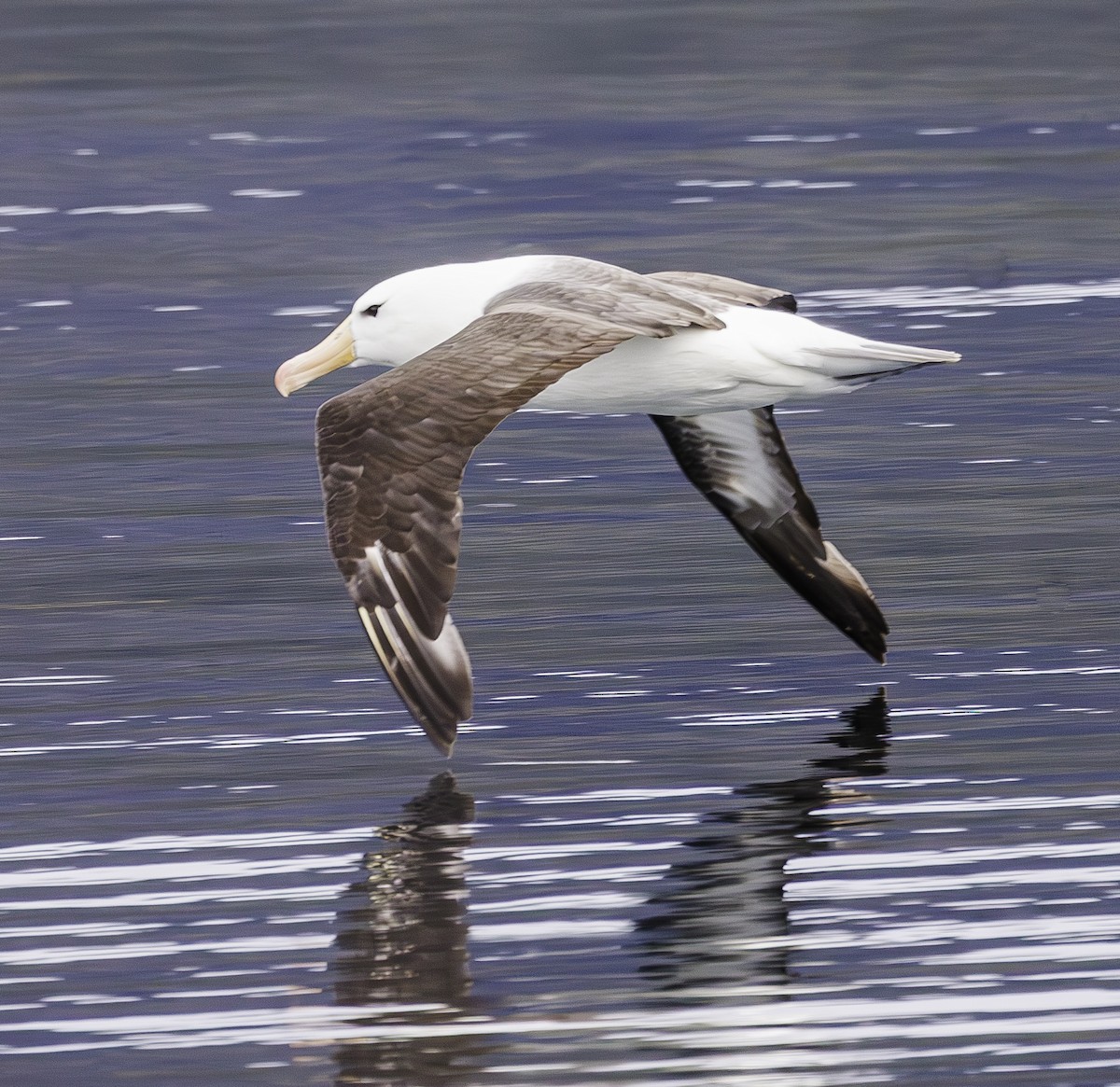 Black-browed Albatross - ML634023310