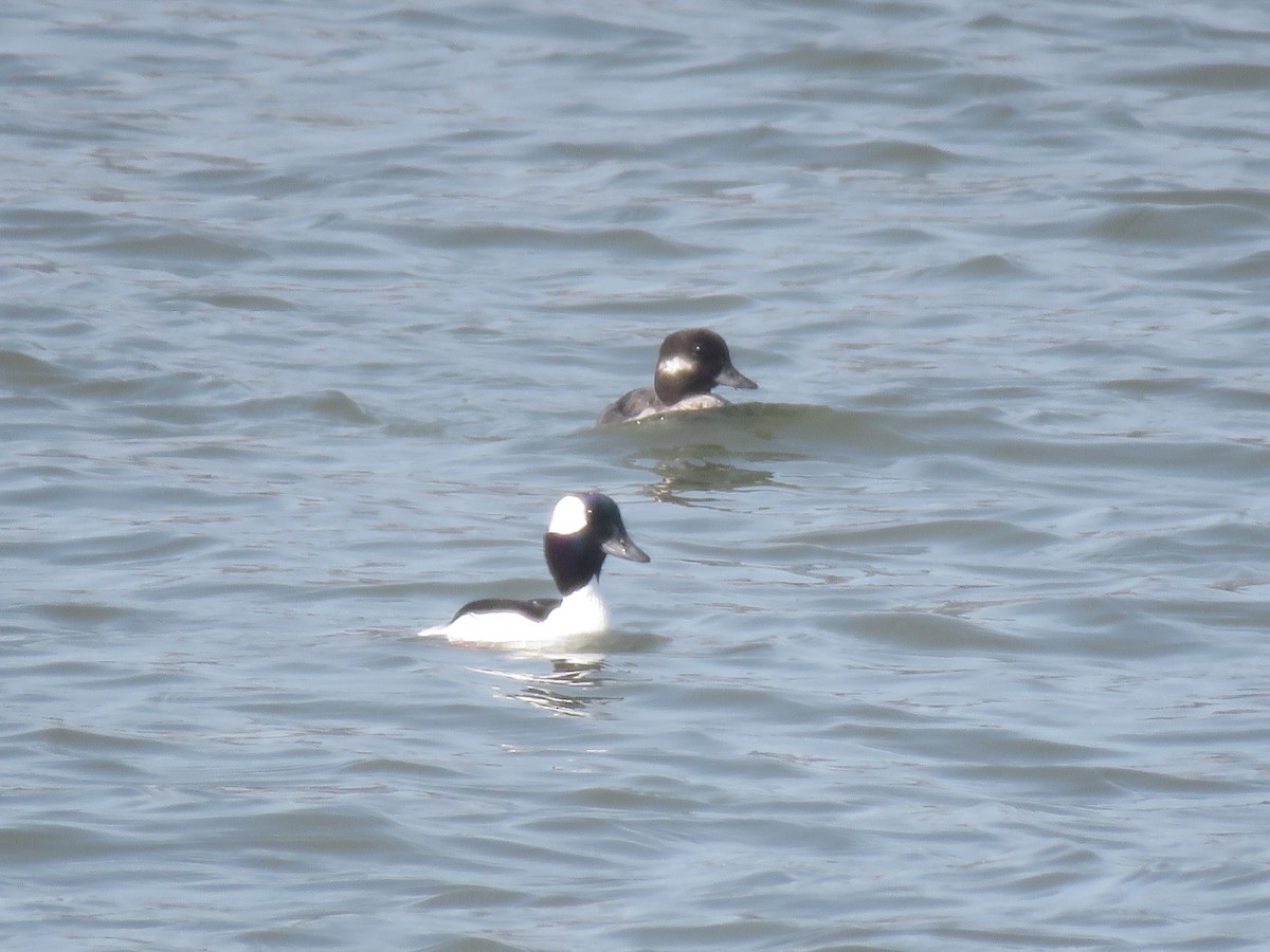 Bufflehead - ML634023436