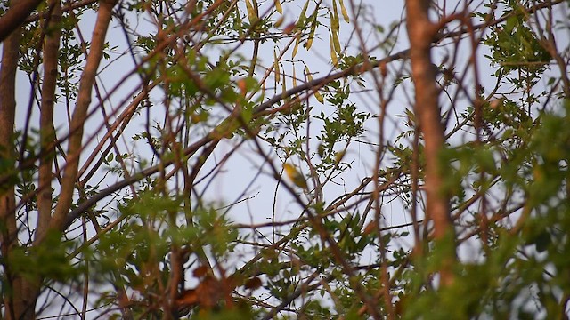 Common Iora - ML634023455
