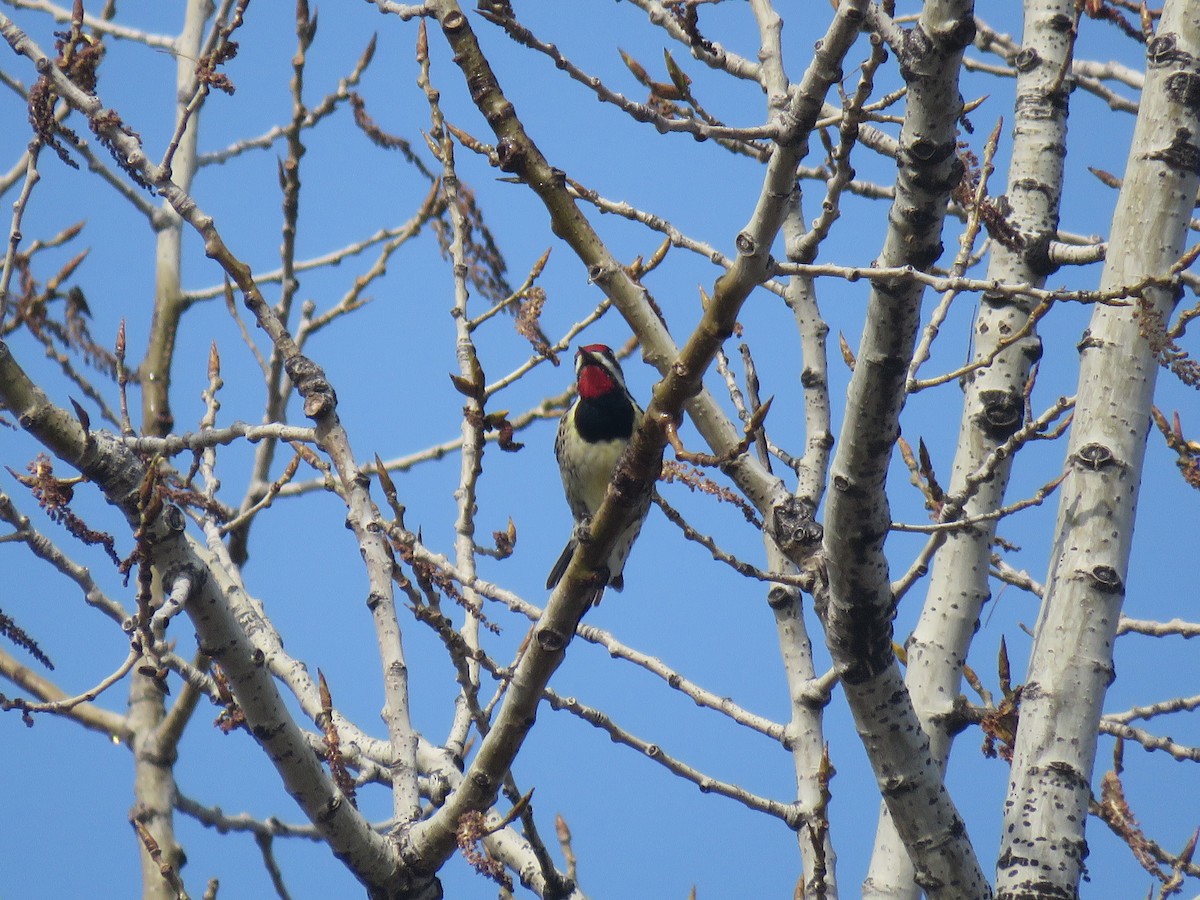 Yellow-bellied Sapsucker - ML634023457