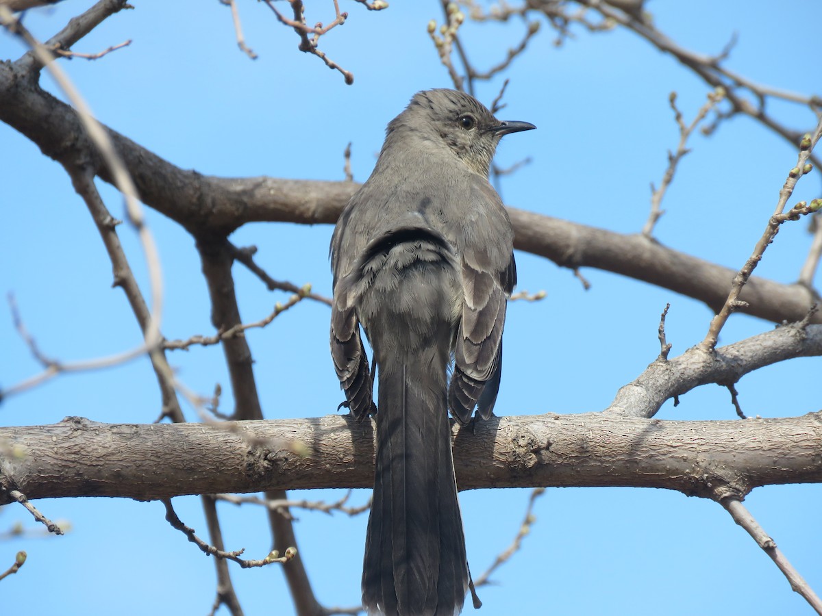 Northern Mockingbird - ML634023465