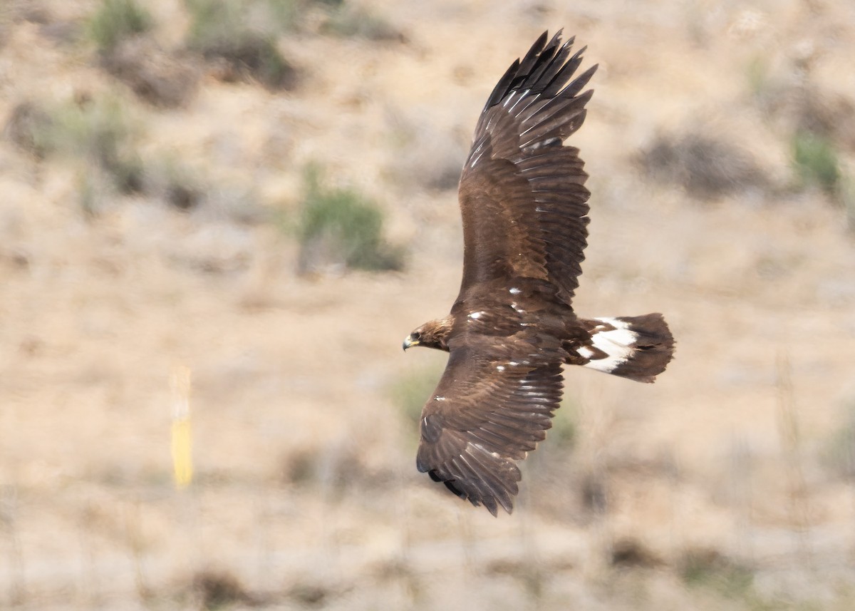 Golden Eagle - ML634023471