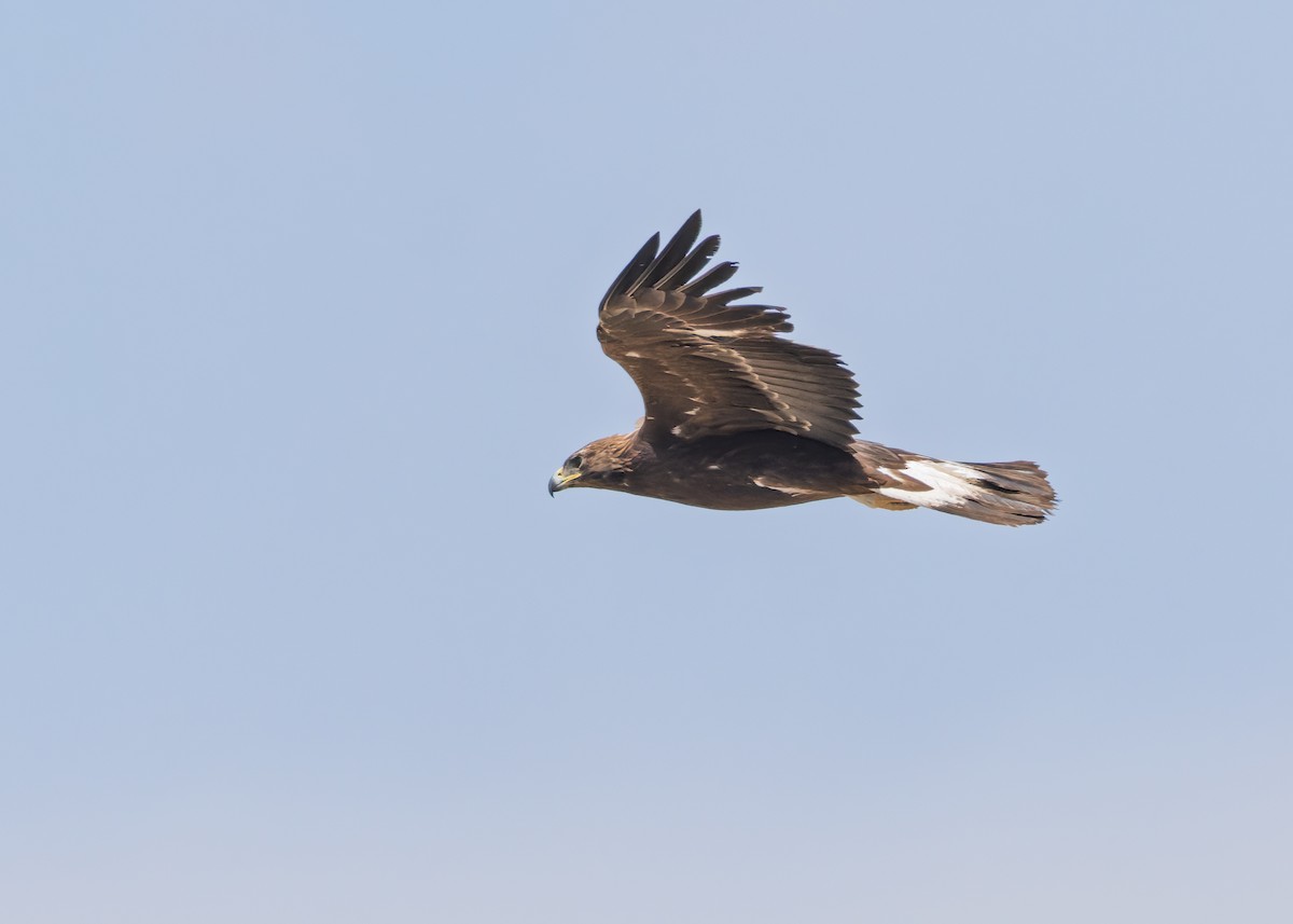 Golden Eagle - ML634023474