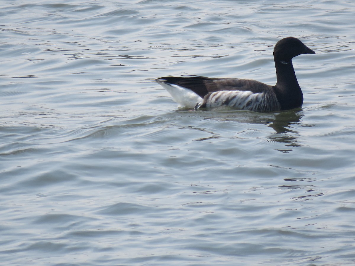 Brant - ML634023488
