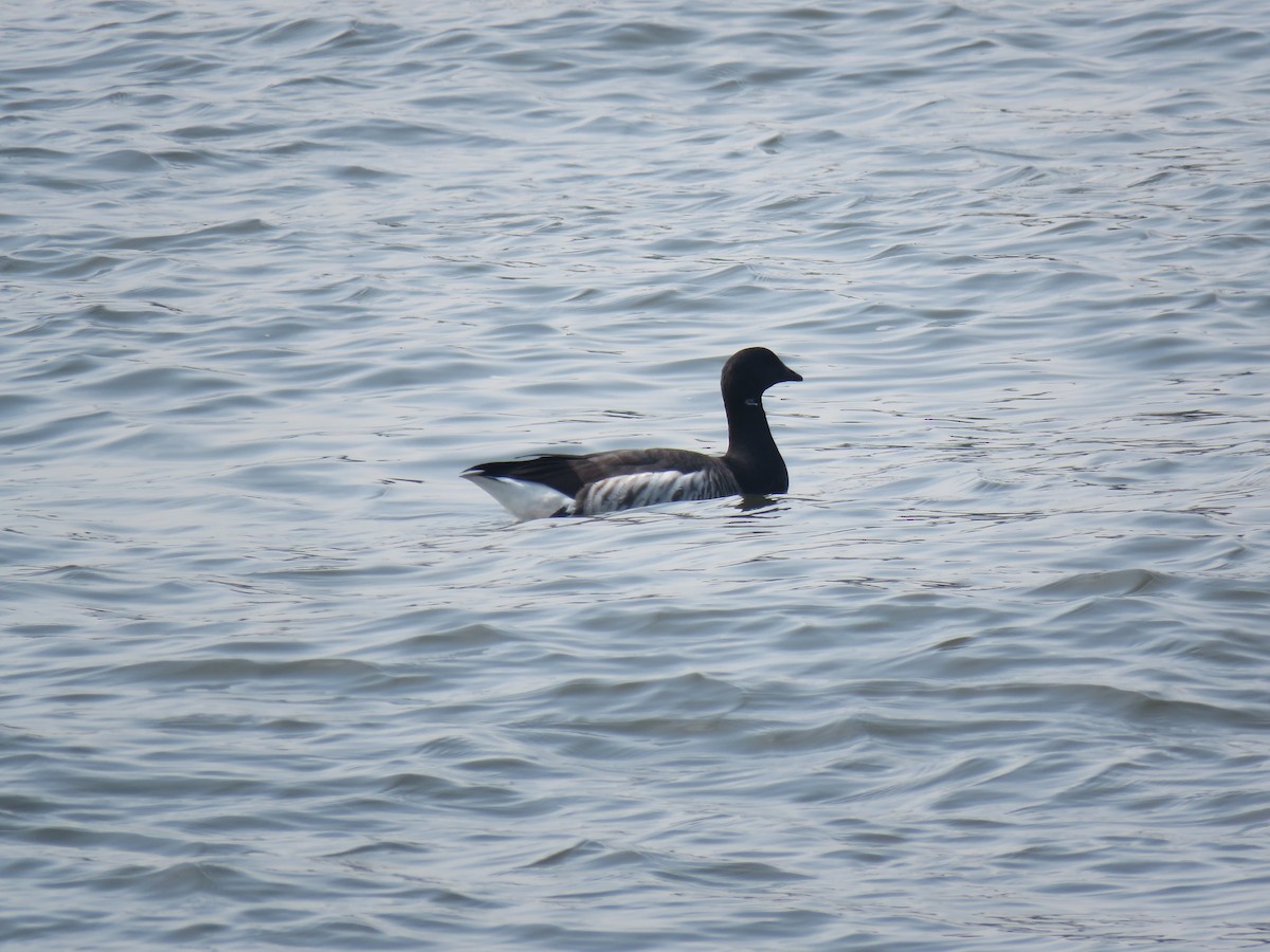 Brant - ML634023489