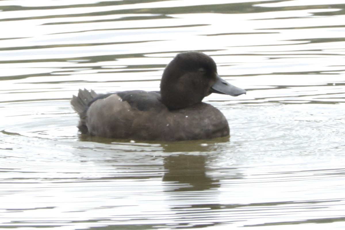 New Zealand Scaup - ML634023527