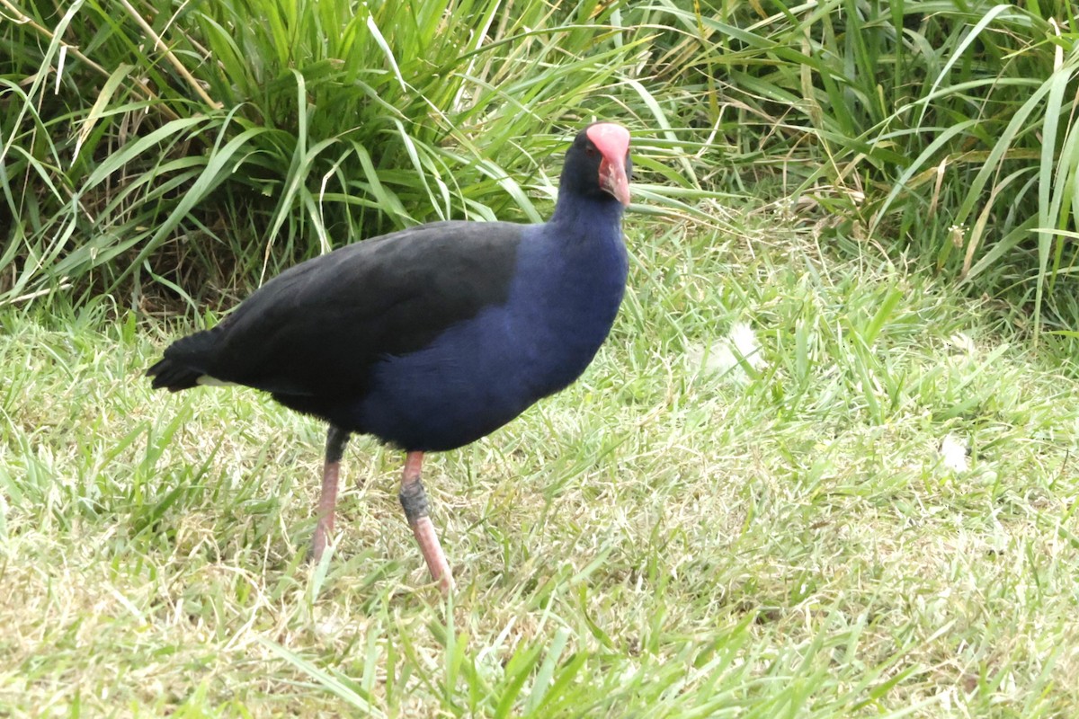 Australasian Swamphen - ML634023548