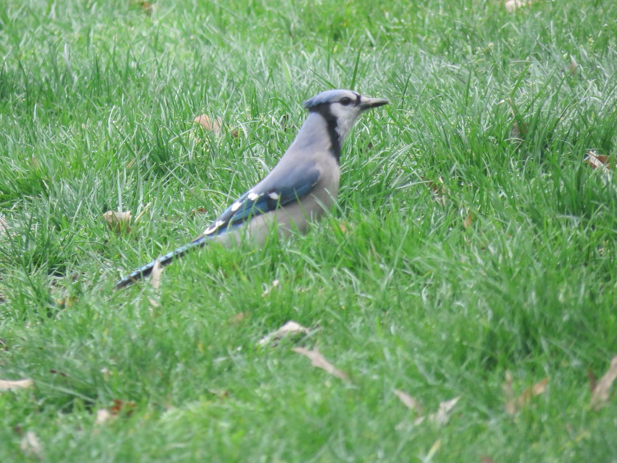 sojka chocholatá - ML634023552