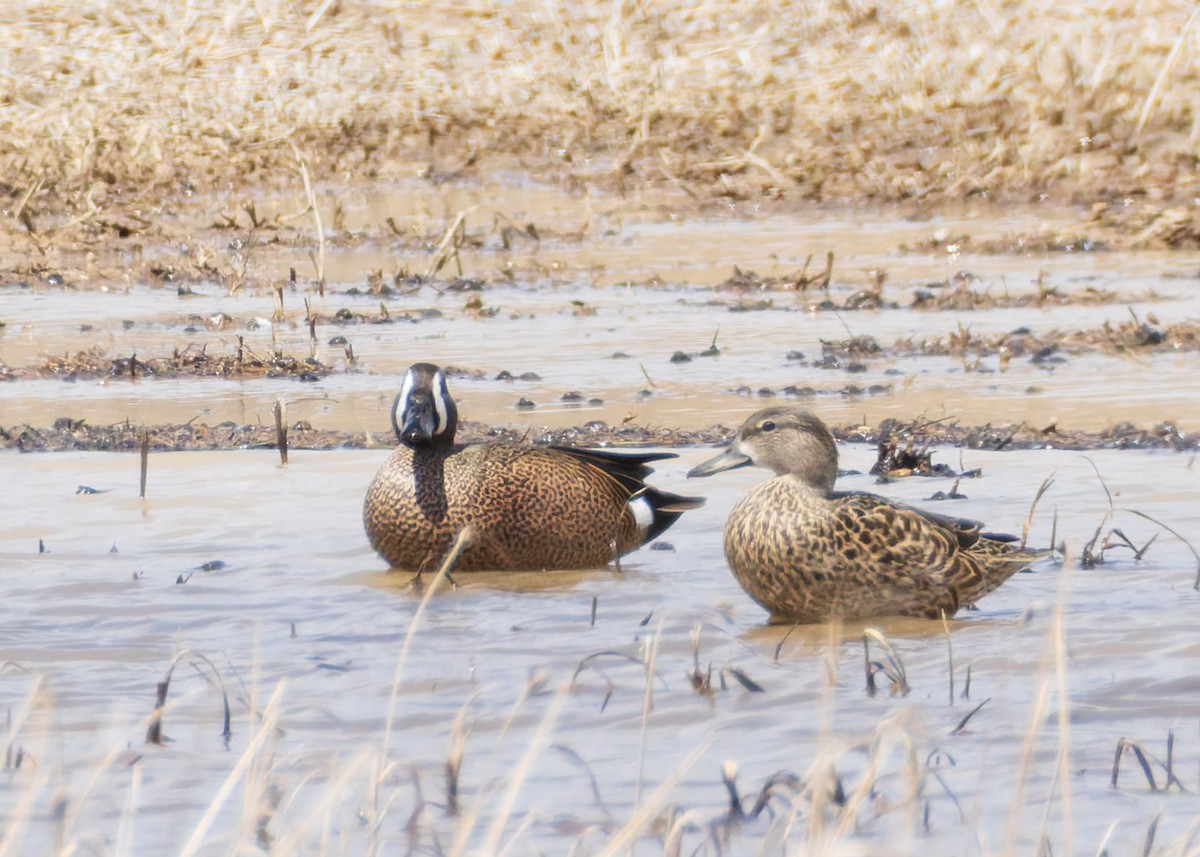 Blue-winged Teal - ML634023557