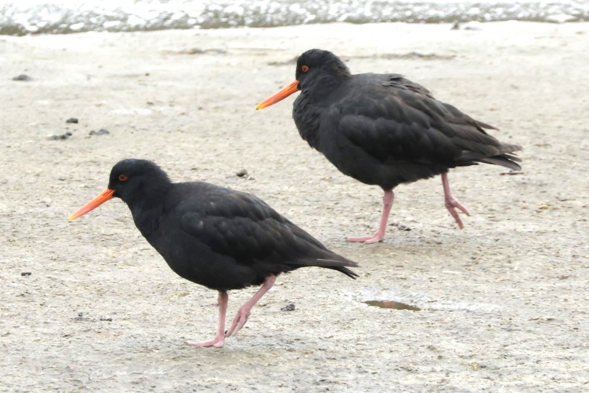Variable Oystercatcher - ML634023560