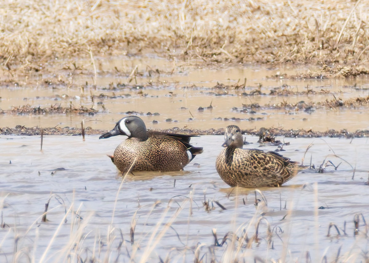 Blue-winged Teal - ML634023561