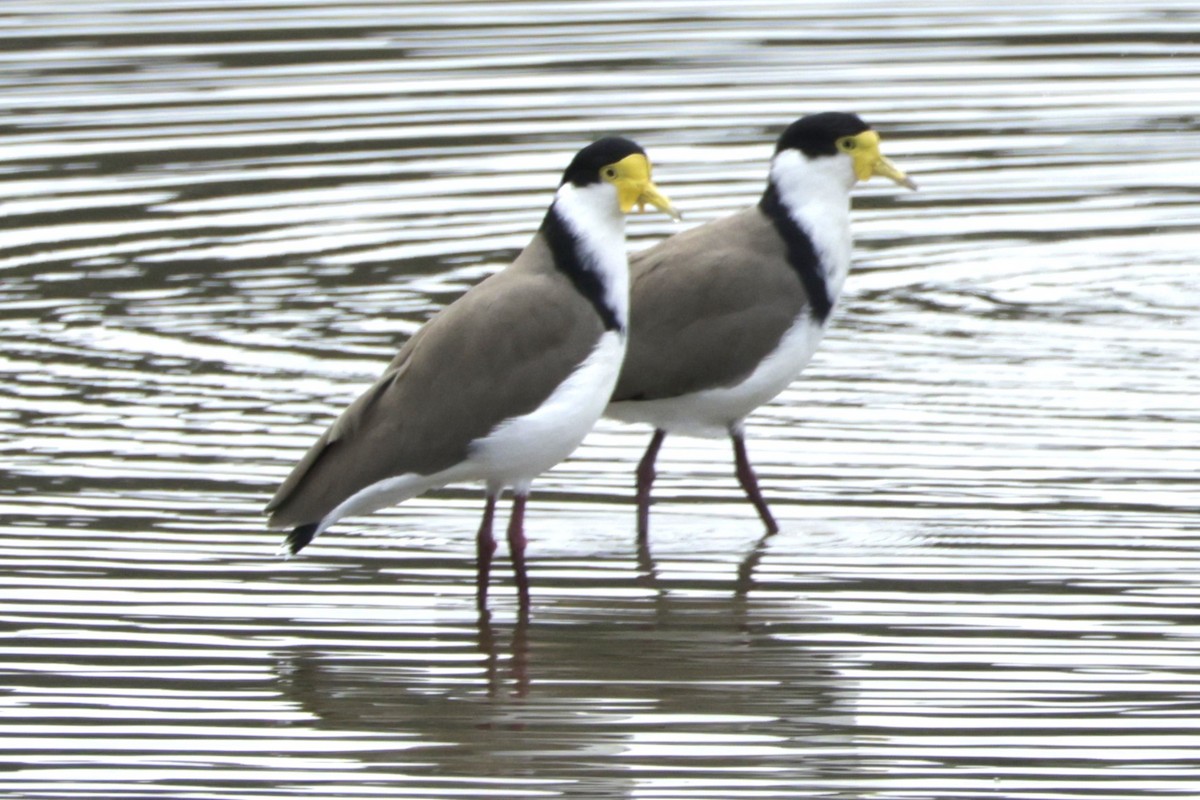 Masked Lapwing - ML634023575