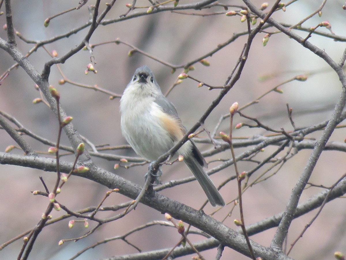 sýkora rezavoboká - ML634023581