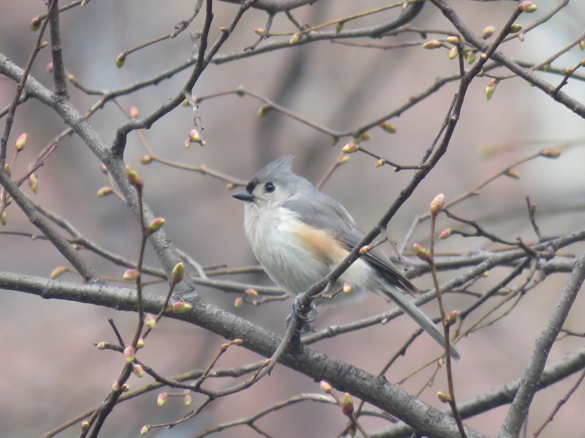 sýkora rezavoboká - ML634023584