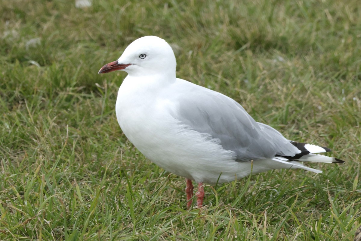 Silver Gull - ML634023593