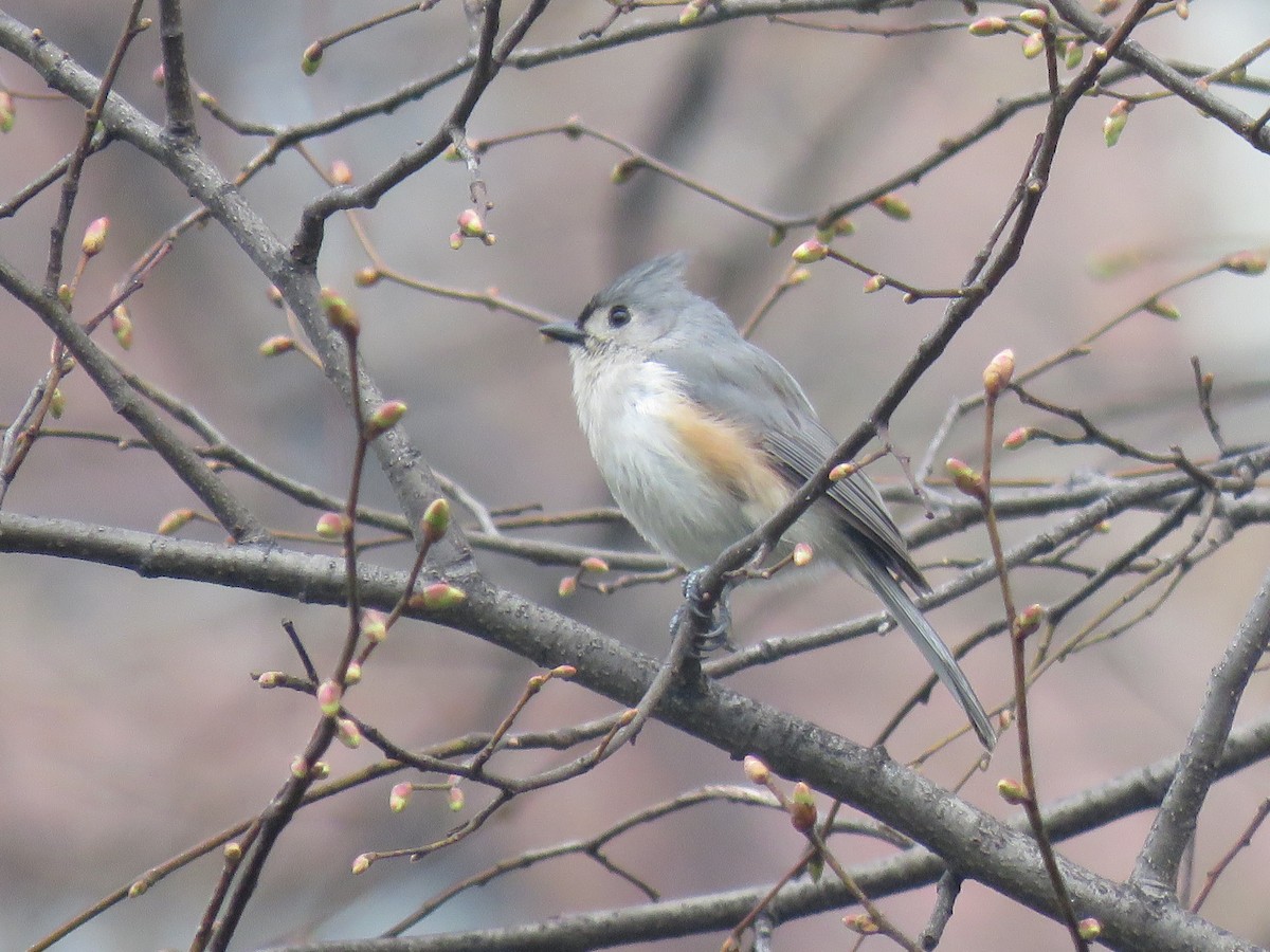 sýkora rezavoboká - ML634023599