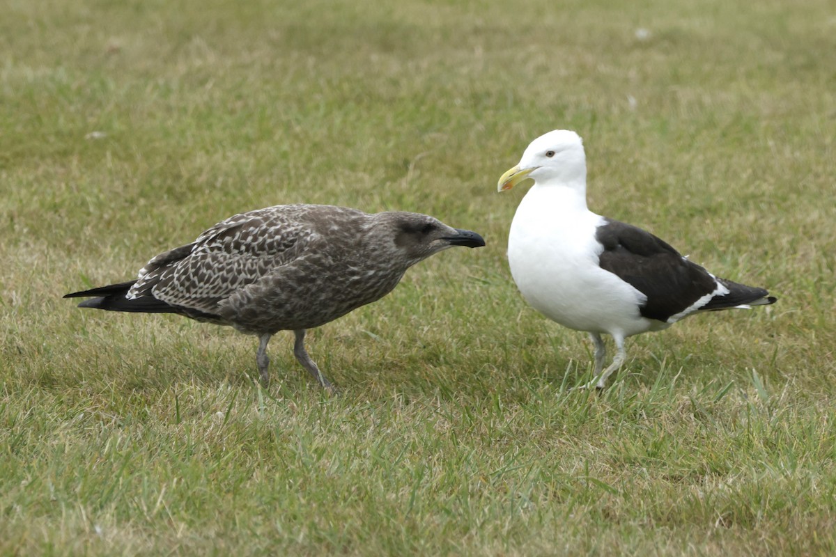 Kelp Gull - ML634023606