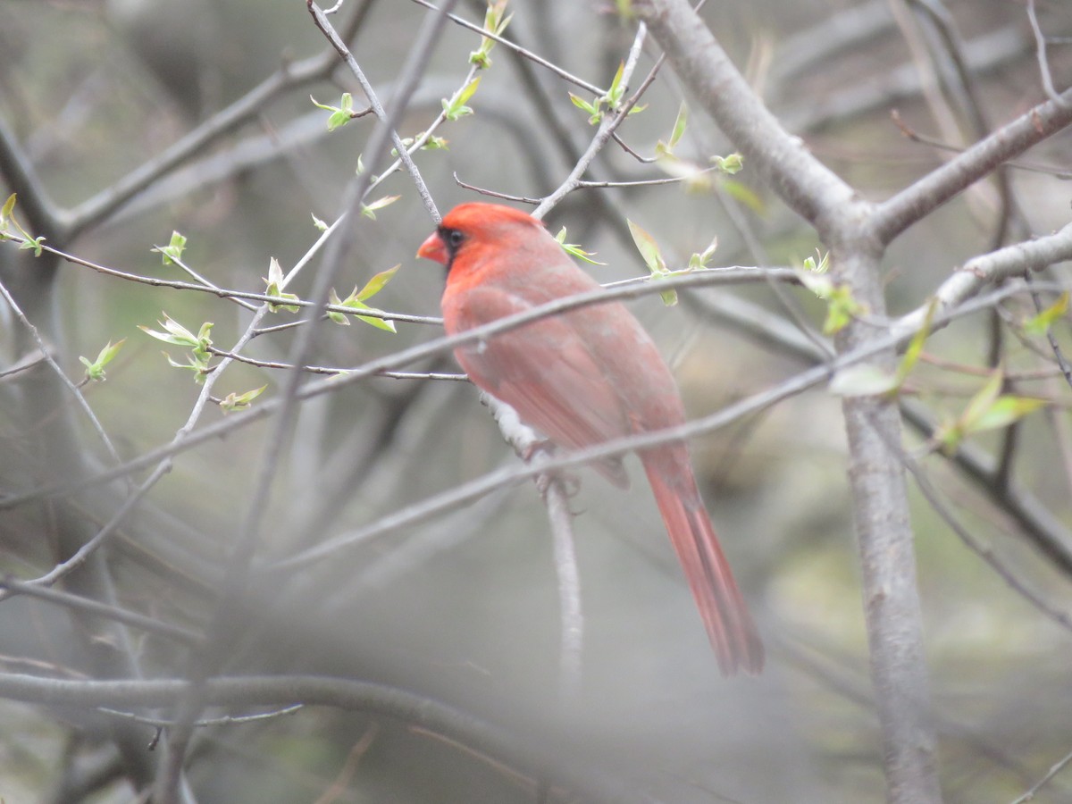 kardinál červený - ML634023624