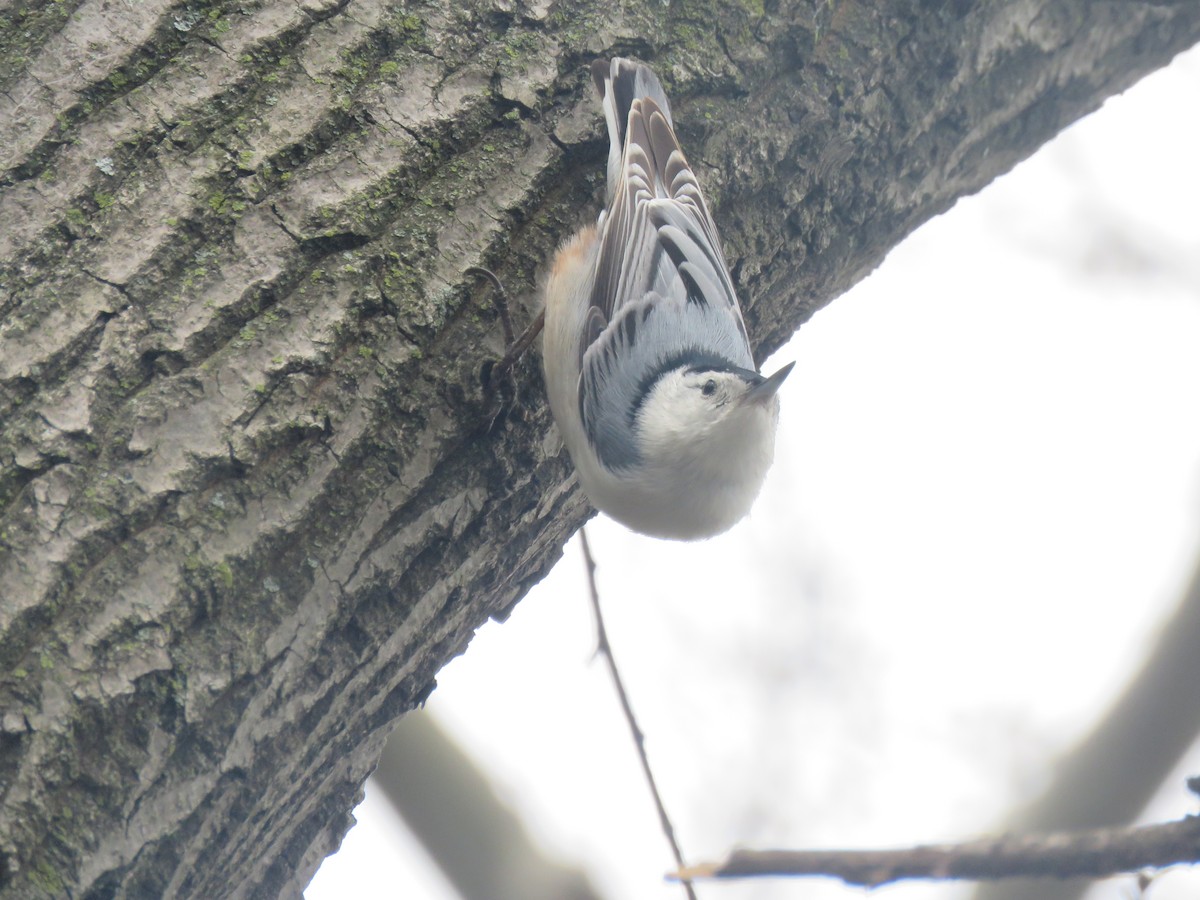 brhlík běloprsý - ML634023642