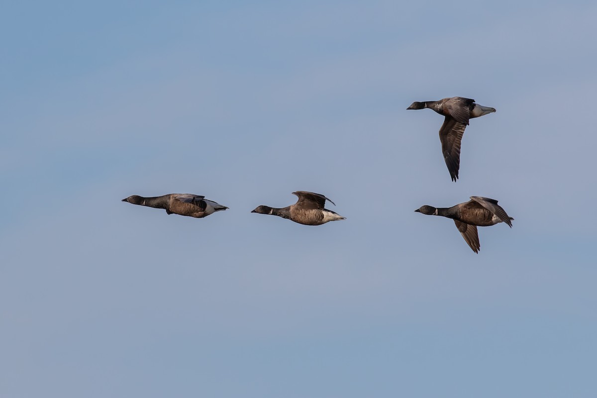 Branta musubeltza (bernicla) - ML634023664