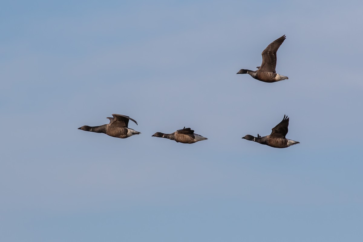Branta musubeltza (bernicla) - ML634023666