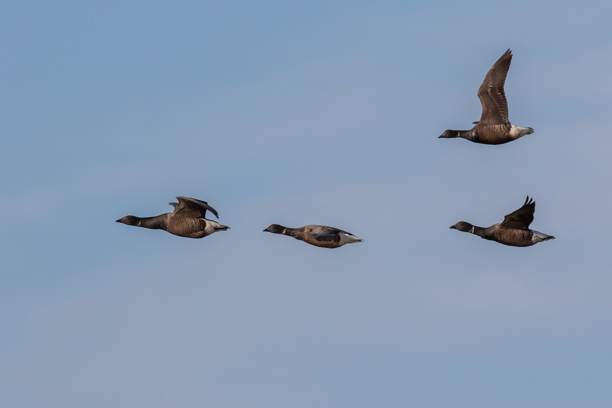 Branta musubeltza (bernicla) - ML634023667