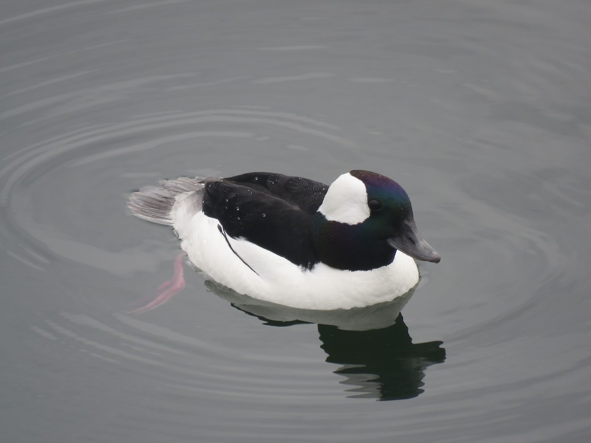 hohol bělavý - ML634023668