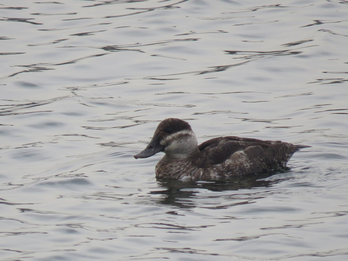 kachnice kaštanová - ML634023684