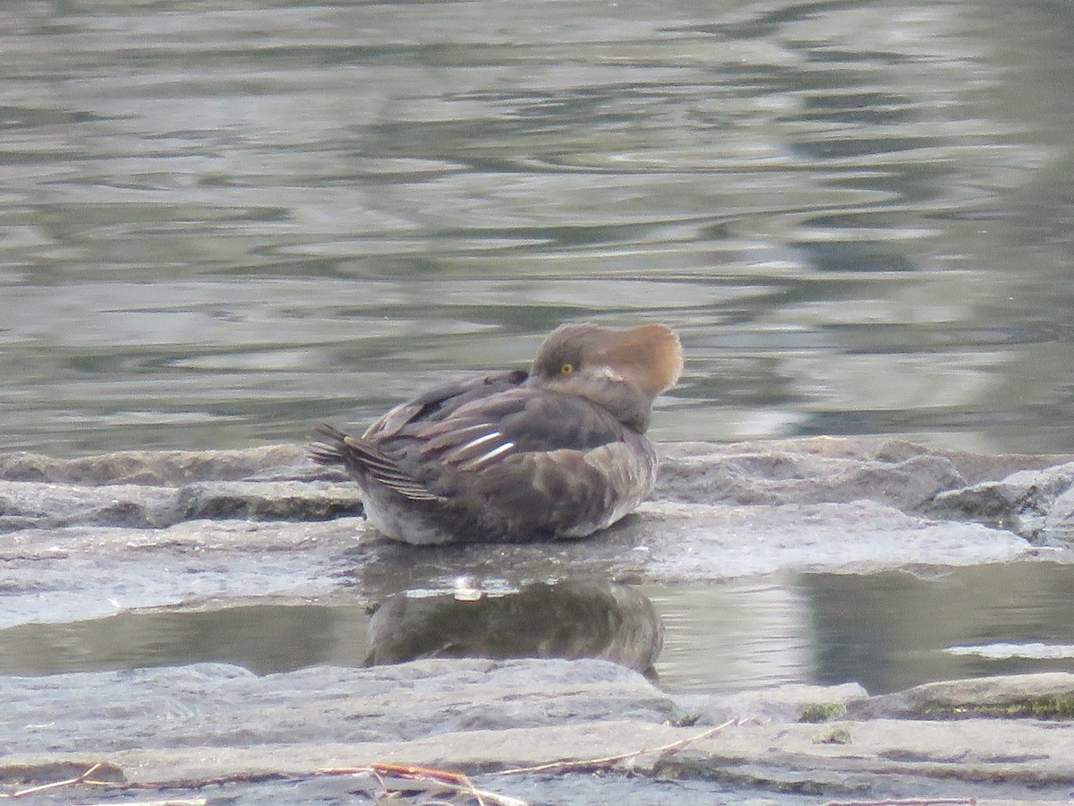 morčák chocholatý - ML634023723