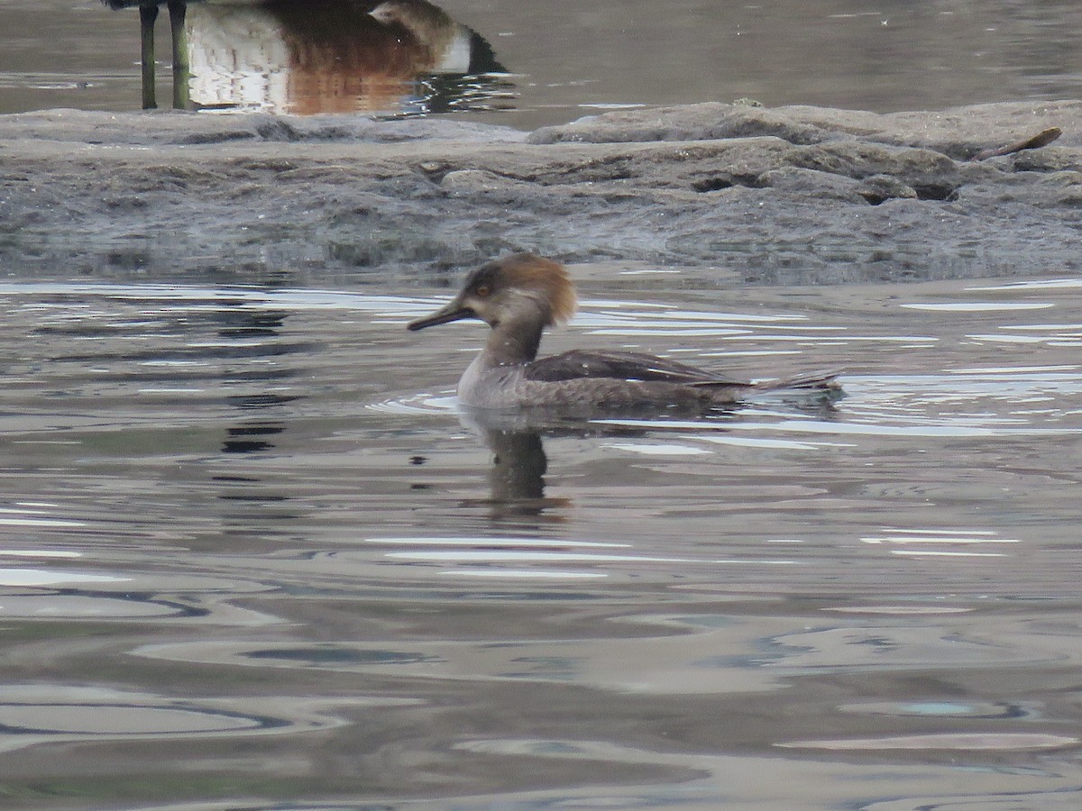 morčák chocholatý - ML634023724