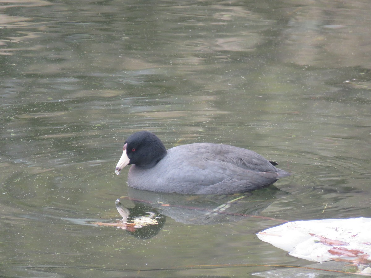 lyska americká - ML634023736