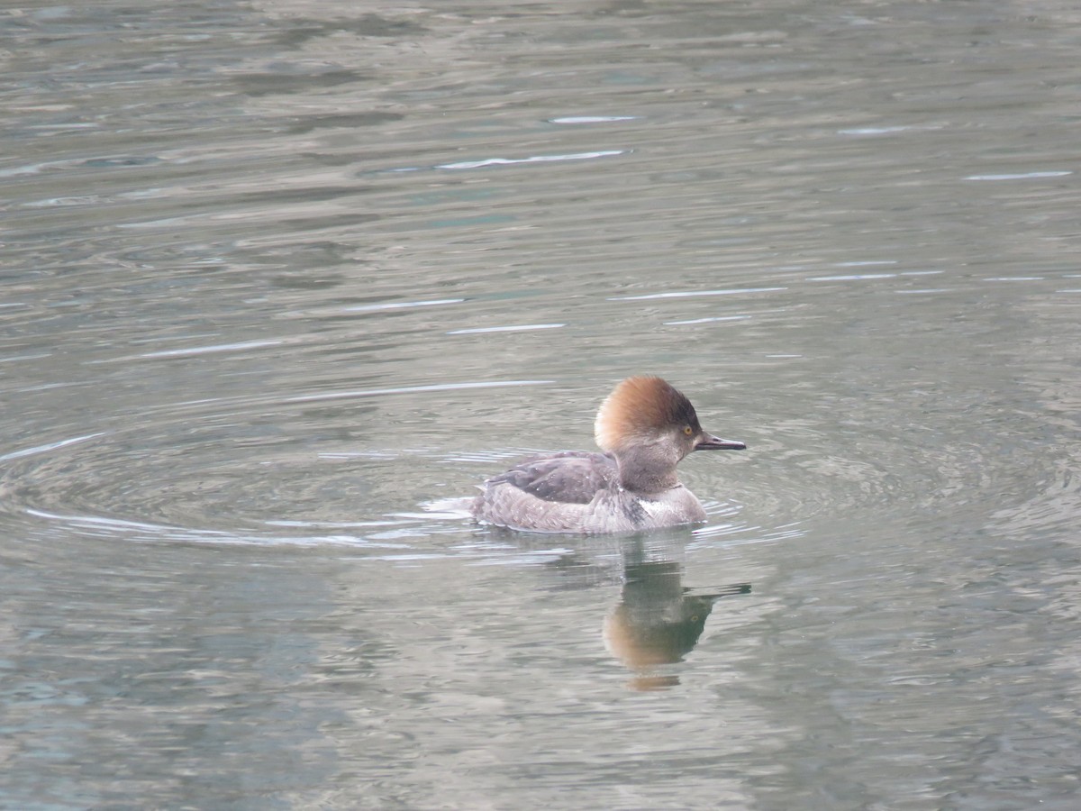 morčák chocholatý - ML634023765