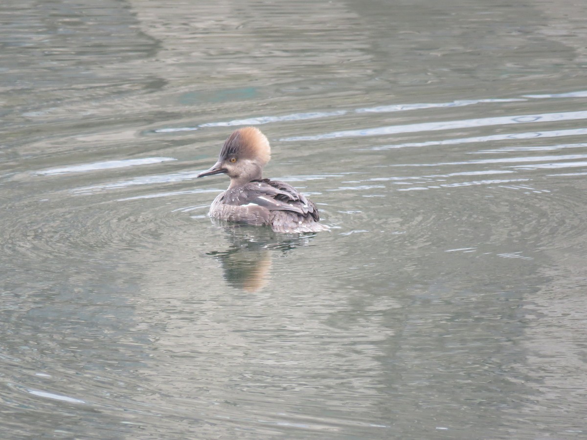 morčák chocholatý - ML634023766