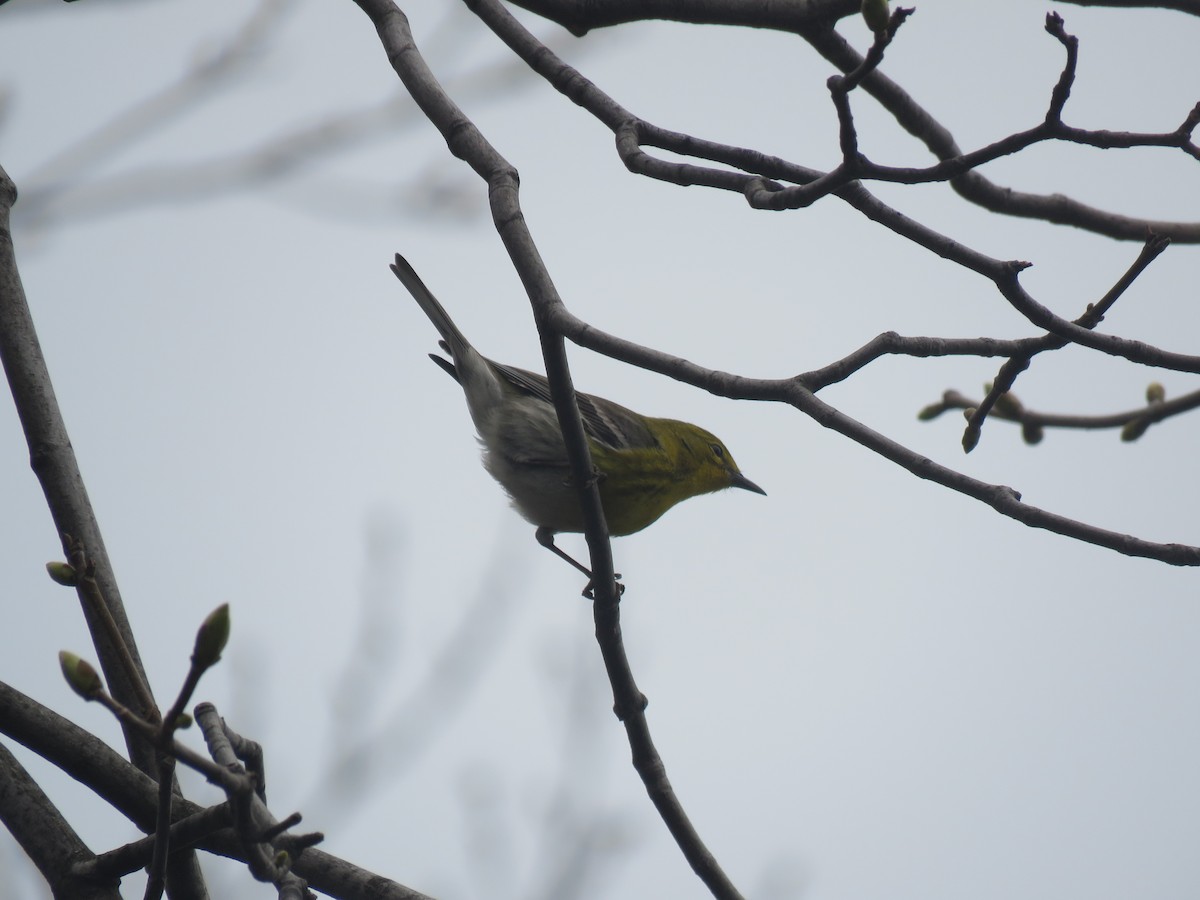 lesňáček borovicový - ML634023805