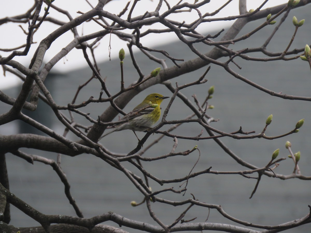 lesňáček borovicový - ML634023806