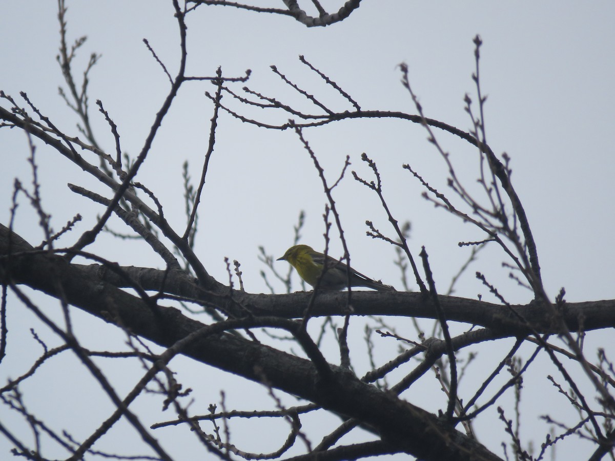 lesňáček borovicový - ML634023807